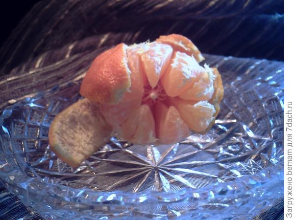 Первый мандарин