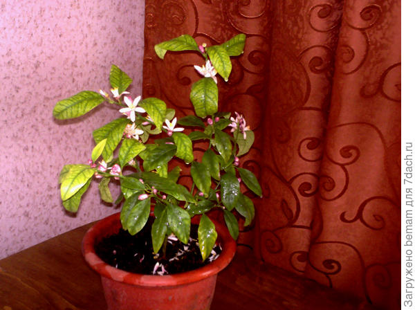 Я купила мандарин!!!