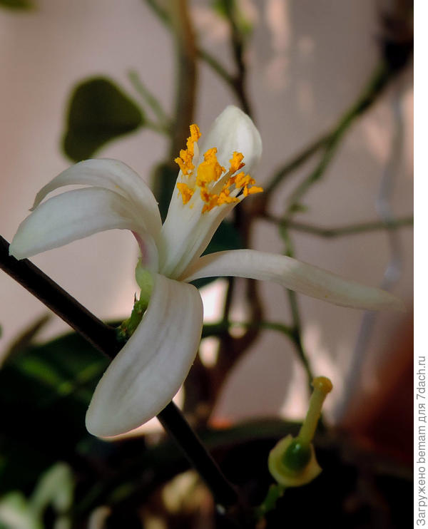 Я купила мандарин!!!