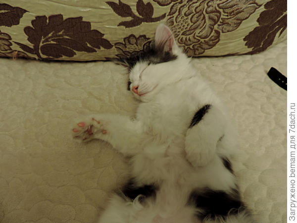 Мурзик притомился ))))