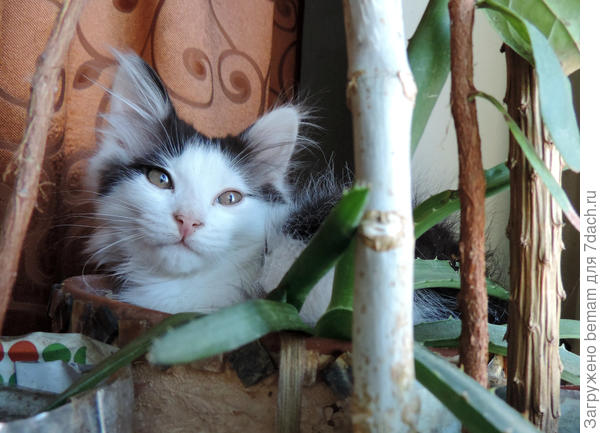 Наш цветочек.