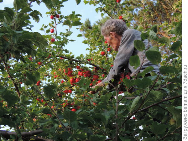 Ранетка самая первая поспевает.
