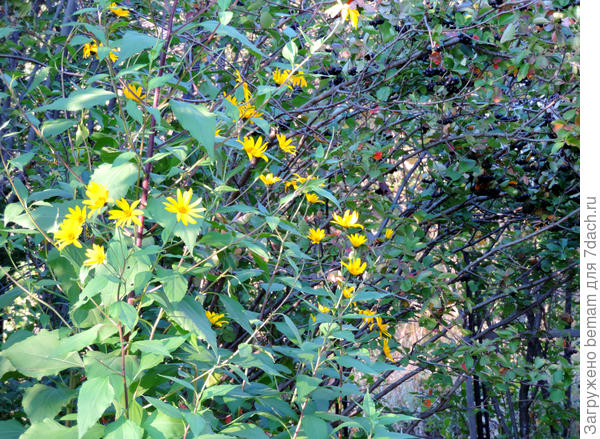 Осенний цветок.