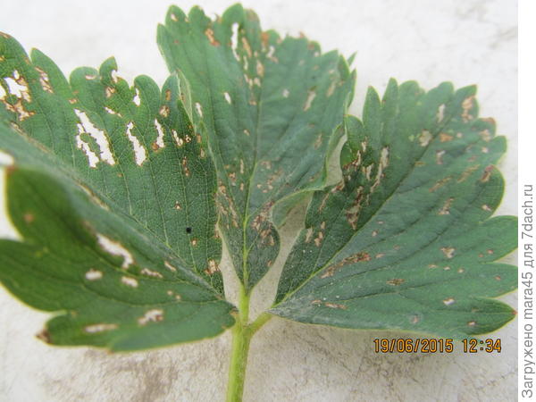 лист клубники