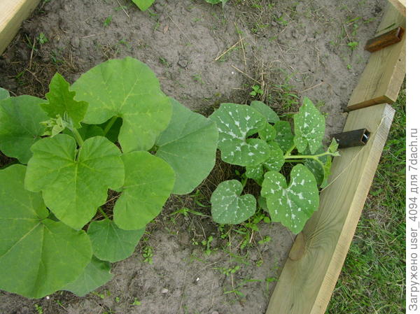 на соседней тыкве пятен нет