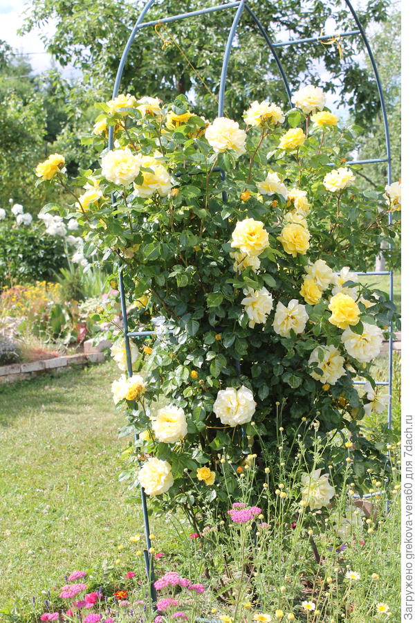 Моя желтая роза в буйном цвету в 2016 году, как будто знала, что в последний раз...