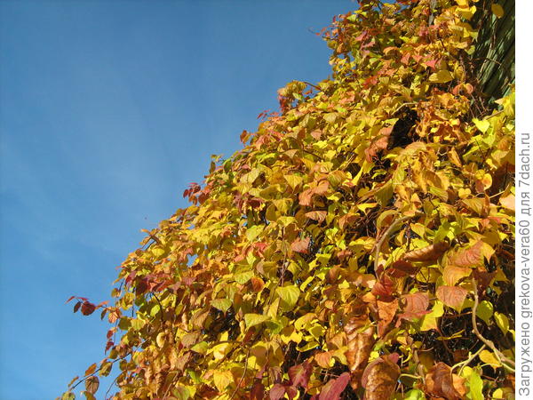 актинидия осенью