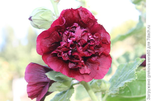 махровая темно-бордовая, уже два года цвела