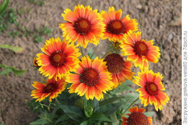 моя гайлардия