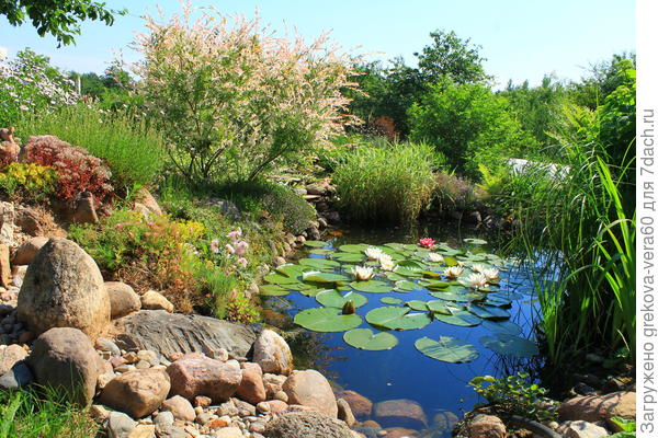 пруд с нимфееми