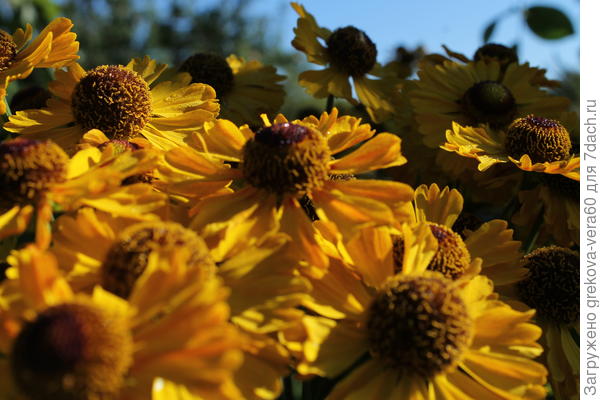 желтенькие