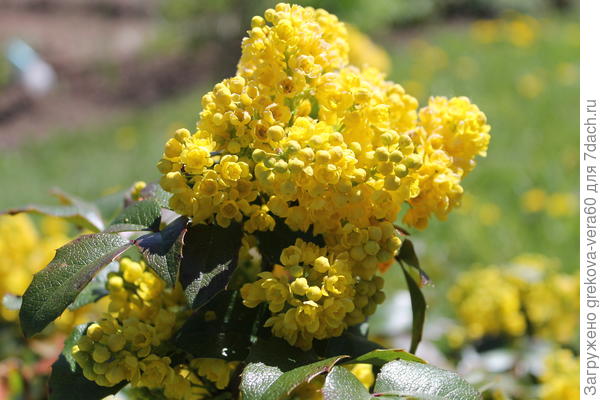 расцветает магония