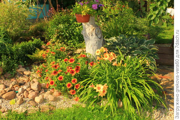 Оризона Сан по соседству с лилейником