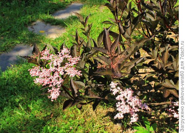 Бузина цветет
