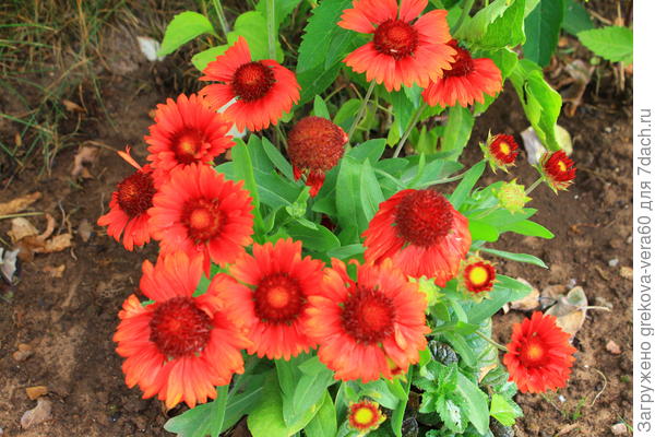 Пышное цветение