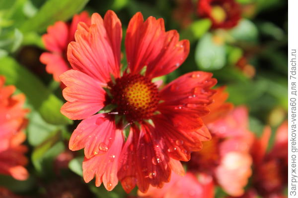 Яркое цветение