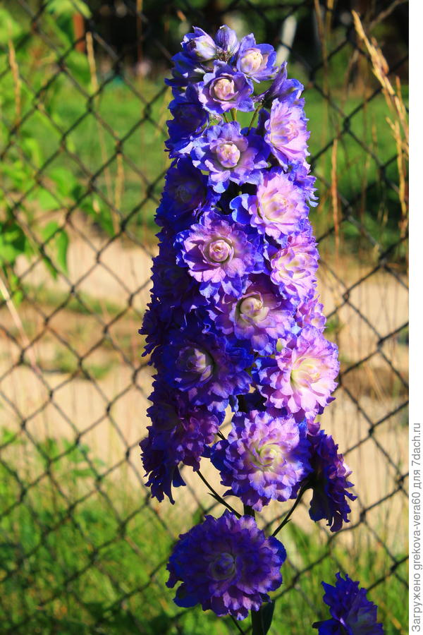 В полном роспуске