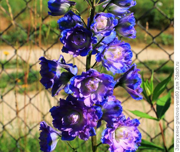 Первые цветки