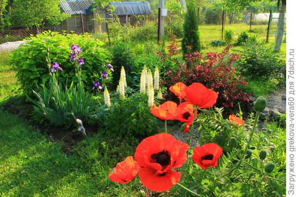 По соседству с маками