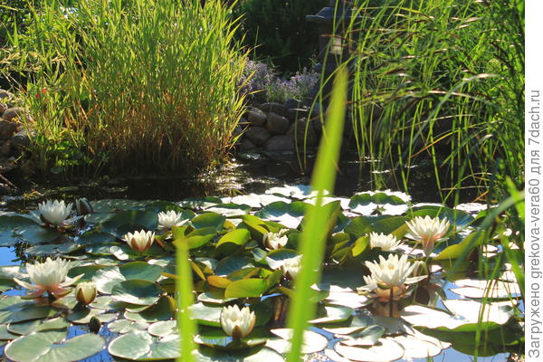 Лилиям тесно