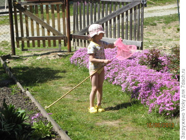 флокс шиловидный