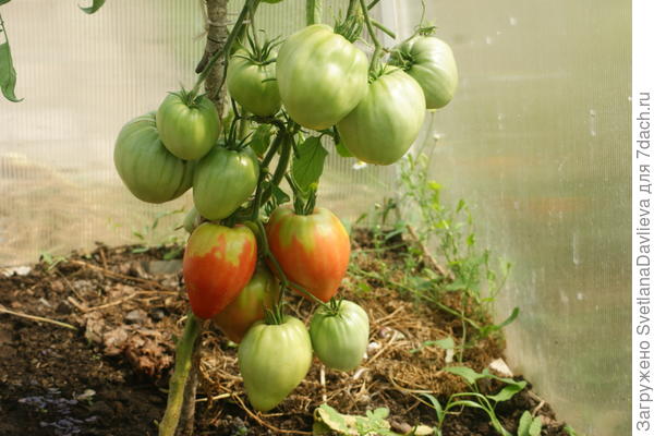 Сорт Пудовик