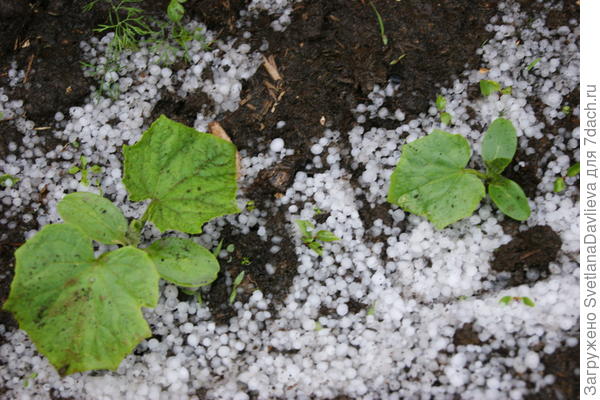 Вот и лето прошло,словно и не бывало...