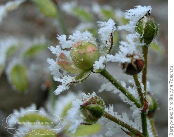 заснеженная роза