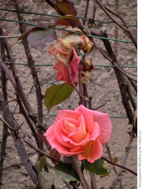 цветущая в декабре роза