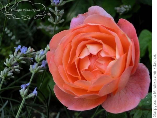Lady Emma Hamilton