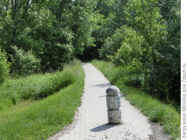 Велодорожка в лесу