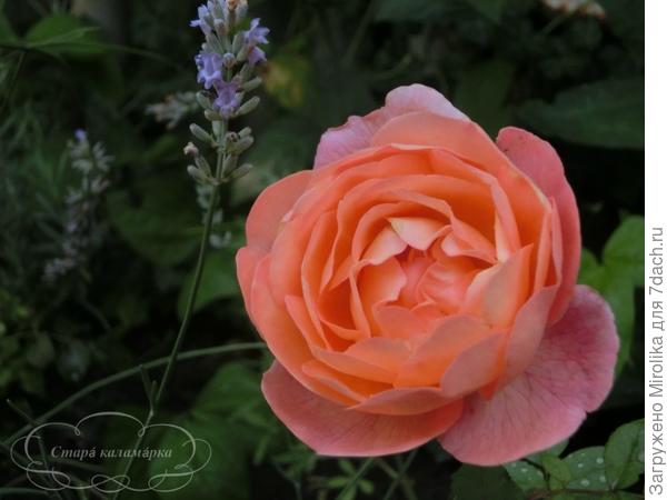 Lady Emma Hamilton