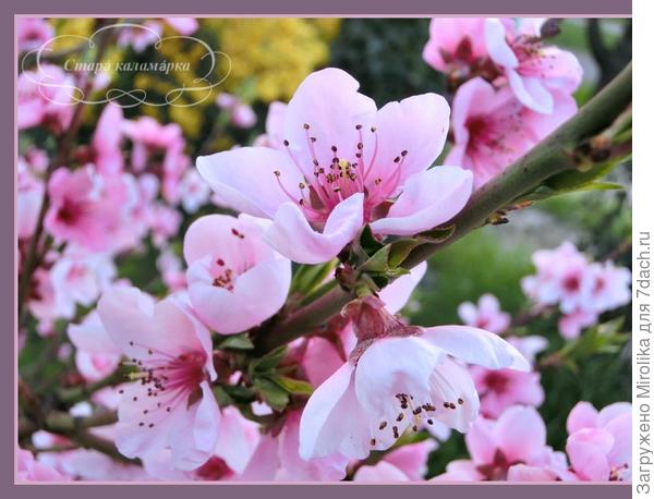 Сакура на соседней улице