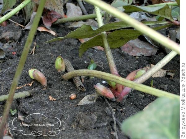 и морозники уже на старте