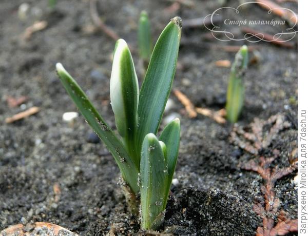 Подснежник тянет ручки к солнышку