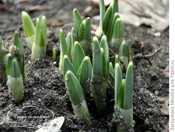 совсем скоро будет красота в саду