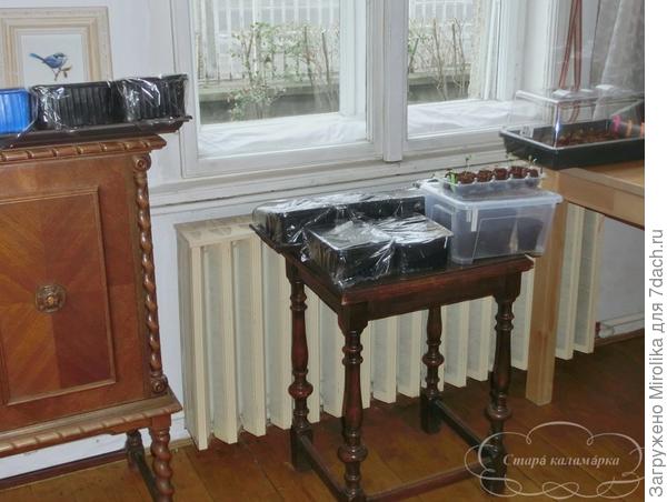 плошки с посевами поближе к окну и батарее в ожидании потепления на веранде