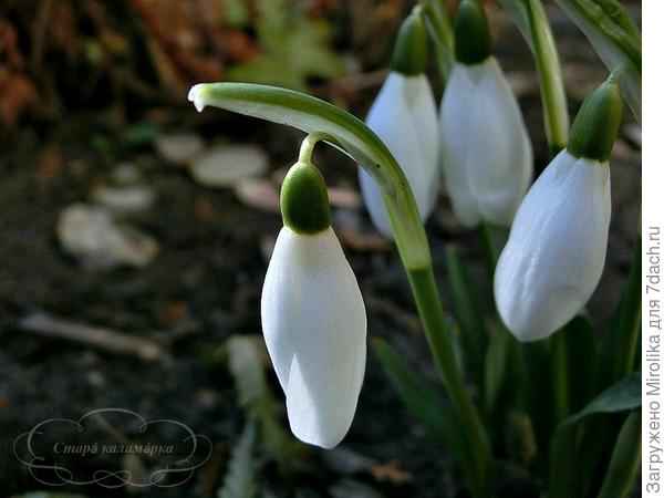 Любоваться ими можно бесконечно. Ну, во всяком случае, пока они цветут глаз не оторвать))