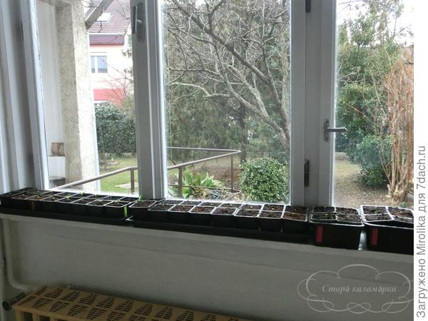 Вот так сейчас выглядят мои подоконники