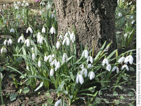 подснежники в прошлом году