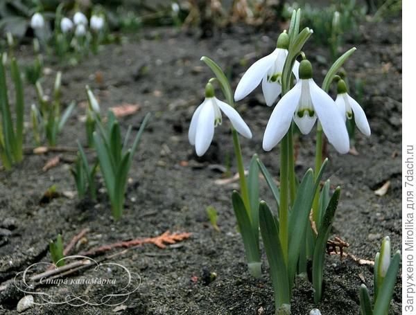 Подснежники уже раскрылись