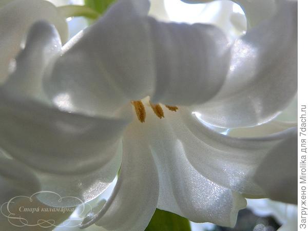 Скромный цветок гиацинта