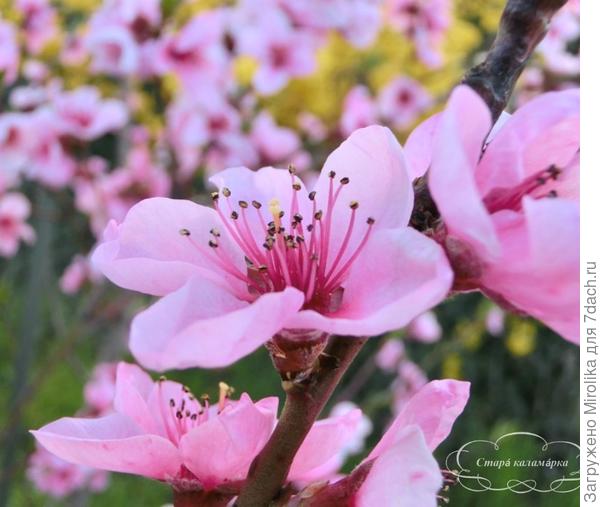 Еще чуть-чуть и вес город будет в цветущей сливе