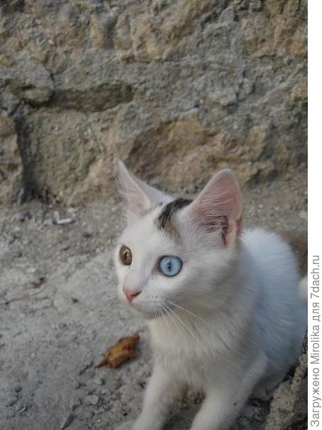 Да не..., я нормальный. А вот что там происходит?