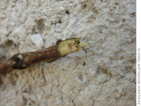 Ветка с сухими листьями выглядит живой