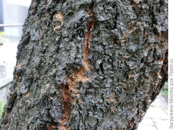 В нижней части ствола много &quot;опилок&quot;
