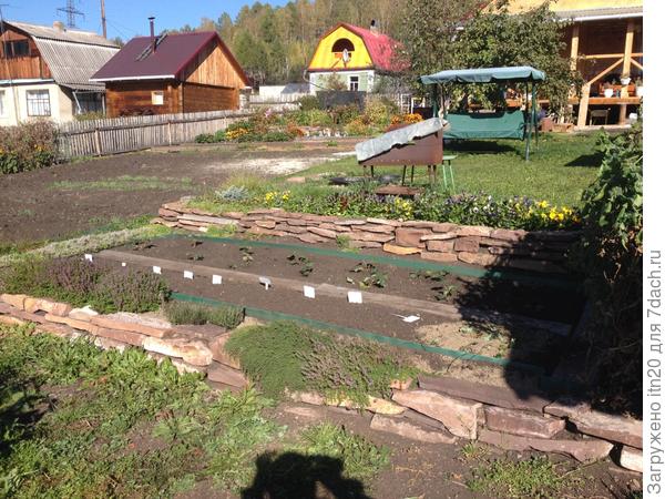 К осени "Медок" подрос.
