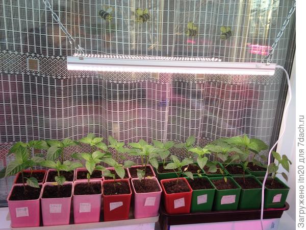 длинная лампа длиной 60 см, свет белорозовый