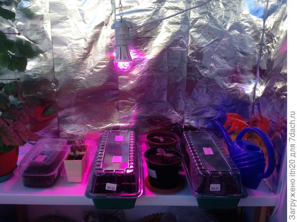 маленькая круглая, свет малиновый