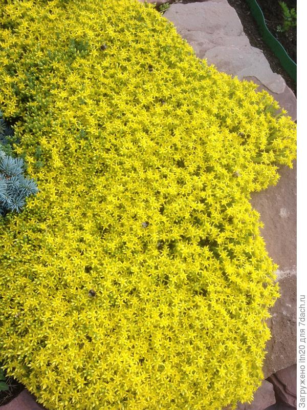 Поналетели... Как пчелы на мед...